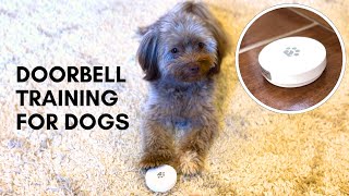 How we trained our Havanese to use a doorbell [upl. by Igal]