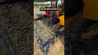 मोती की खेती देखो🔥Harvesting pearls at farm  Pearl farming business in India  AGRIL CAREER [upl. by Ahron741]