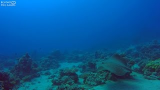 Leopard Whipray Himantura leoparda [upl. by Kaleena]