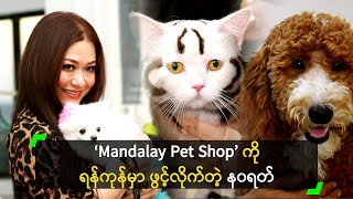 ‘Mandalay Pet Shop’ ကို ရန်ကုန်မှာ ဖွင့်လှစ်လိုက်တဲ့ န၀ရတ် [upl. by Tecu]