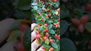 Rockspray cotoneaster জার্মানরা শুধু পাখিদের জন্য এই ফলগাছ লাগায় beautifulnature germany birds [upl. by Miof Mela]