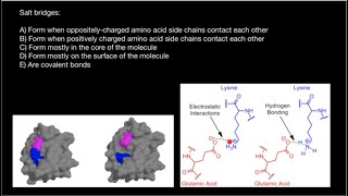 Salt bridges in proteins [upl. by Enomad]