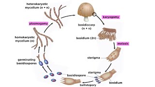 Basidiomycota Part 2 The Mushroom Life Cycle [upl. by Charry516]