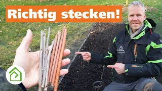 Pflanzen im Garten über Steckholz vermehren Steckholzvermehrung leicht gemacht❗ [upl. by Raval]