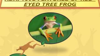 REDEYED TREE FROG [upl. by Raddy]