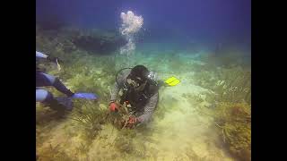 Jacob catches and releases a lobster  Diving in St Thomas  September 2024 [upl. by Teodorico]