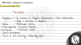 Write short notes Cucumaria [upl. by Ysied]