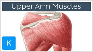 Levator Palpebrae Superioris Muscle  Origin Insertion Action amp Innervation [upl. by Aym]