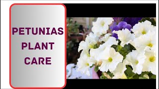 Petunias Care  Petunia Plant care in Winter  Petunia Plant outdoor Care [upl. by Desdamona]