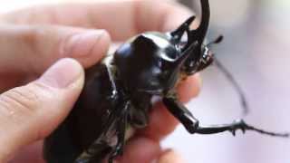 The GIANT Amazing Rhinoceros Beetle  Tambopata PERU [upl. by Melony]