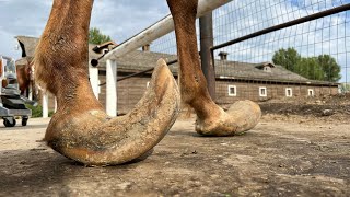 LONG HOOVES on ARABIAN STUD Horse Restoration [upl. by Bina322]