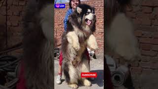 Biggest Dog Giant Alaskan Malamute [upl. by Wehhtam]