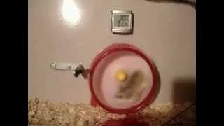 Hamster dans sa roue perd le controle fail [upl. by Aehsa180]