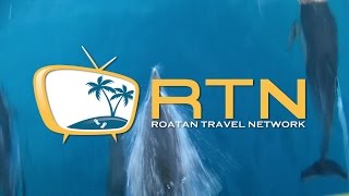 Roatan Travel Network  V8 [upl. by Tertius51]