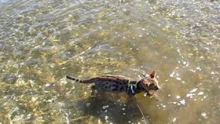 Diego goes for his first swim at the beach [upl. by Thistle]