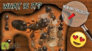 MY NEW ANT COLONY Could Be a NEW UNDISCOVERED SPECIES [upl. by Oirram]