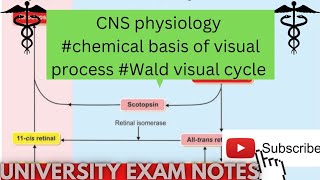 chemical basis of visual processWald visual cycle physiologymedicoscontent3135 [upl. by Mudenihc405]