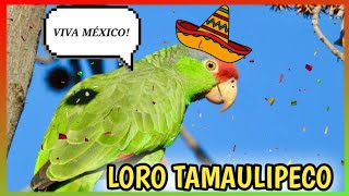 LORO TAMAULIPECO o Coronirroja Hablando 🦜 Cuidados Alimentación [upl. by Charisse]