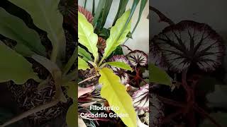 Filodendro Cocodrilo Golden [upl. by Cirek]