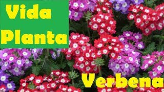 La VERBENA una planta poderosa  Beneficios y contraindicaciones [upl. by Analem]