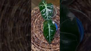 Alocasia Update Are They The Same🪴plants alocasia plantlife [upl. by Sellihca]