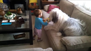 Bobtail en acción vs Carla Old english sheepdog [upl. by Eednim421]