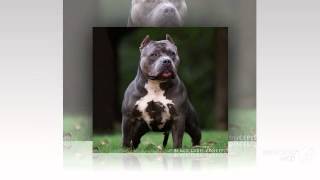 American Pit Corso Dog breed [upl. by Westley]