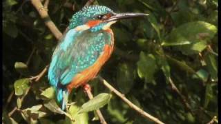 Martinpêcheur dEurope  Common Kingfisher  Alcedo athis [upl. by Eitisahc]