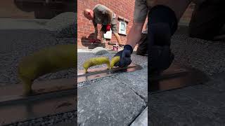 A Resin Bound Driveway  From Mix to Masterpiece 📹🛠️ asmr satisfying resinbound driveway [upl. by Ainaznat]