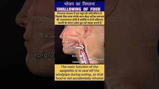 swallowing process animationswallowing epiglottisखाना कैसे निगलते है shorts viral trending how [upl. by Mcclenon]