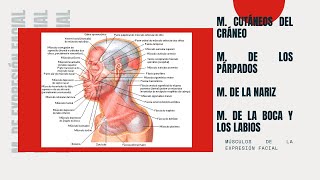 Aprendiendo Odontología  Músculos de la expresión facial 4 Grupos 😷✍ [upl. by Teerpnam793]