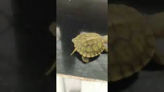 Turtle turtle walk at home Tutu turtle redearedslider shorts ytshorts [upl. by Pru993]