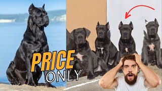 Cane corso puppies for sale  cane corso puppies price in india  By dogsbreedofficial 2023 [upl. by Aisya]