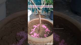 Secret to Saving Your Overwatered Plant पौधे को मरने से बचाए shortvideo gardening saveplant [upl. by Urias628]