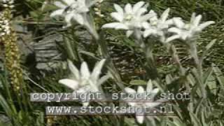 Edelweiss Leontopodium alpinum [upl. by Teague]