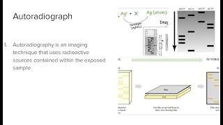 Autoradiography [upl. by Chimene]