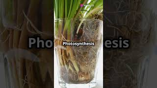 Photosynthesis vs Cellular Respiration The Ultimate Showdown facts knowledge education [upl. by Ailemap]