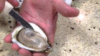 How to Open Oysters and serve on a half shell [upl. by Lien]