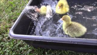 Baby Embden Geese Day 2 [upl. by Larrisa]