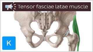 Tensor fasciae latae muscle  Anatomical Terms Pronunciation by Kenhub [upl. by Ynor]