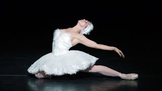 The Dying Swan – Natalia Osipova The Royal Ballet [upl. by Ayimat]