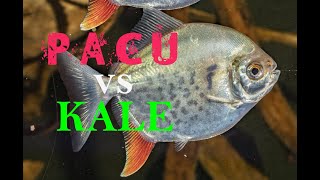 MYLEUS PACU vs KALE  a first look at young MYLOPLUS TORQUATUS  silver dollar fish  in growout [upl. by Retluoc]