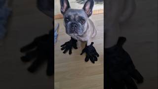 Ein nasser Lappen frenchie frechbulldog funnydog bulldog pets frenchbulldoglove funnyanimal [upl. by Flora]