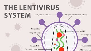 The Basics of the Recombinant Lentivirus System [upl. by Brote]