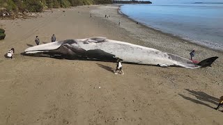 dead whale explodes on camera [upl. by Nesaj]