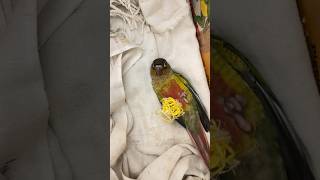 ഉറക്കം ഇല്ലാത്ത മിട്ടു l Sleepless Mittu Parrott l petbirds parrot birds petshorts petlover [upl. by Ak]