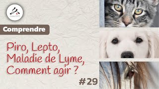 29 Piro Lepto maladie de Lyme chez le Chien amp le Cheval Comment agir au naturel [upl. by Myca]