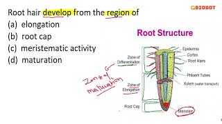 Root hair develop from the region of [upl. by Dove472]