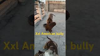 american bully vlog 💪 love feedshorts americanbully pets doglover ytshorts [upl. by Leacock407]