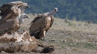 Griffon Vulture Gyps fulvus at Studen Kladenets reservoir in Bulgaria [upl. by Eceinahs201]